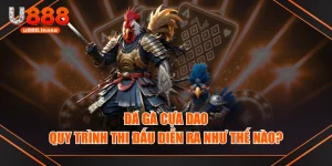 Đá Gà Cựa Dao - Quy Trình Thi Đấu Diễn Ra Như Thế Nào?